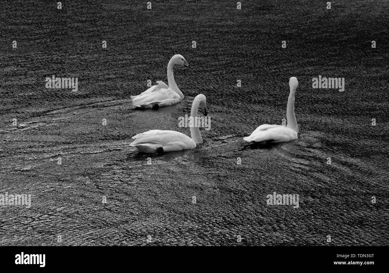 Tre cigni nel vento Foto Stock