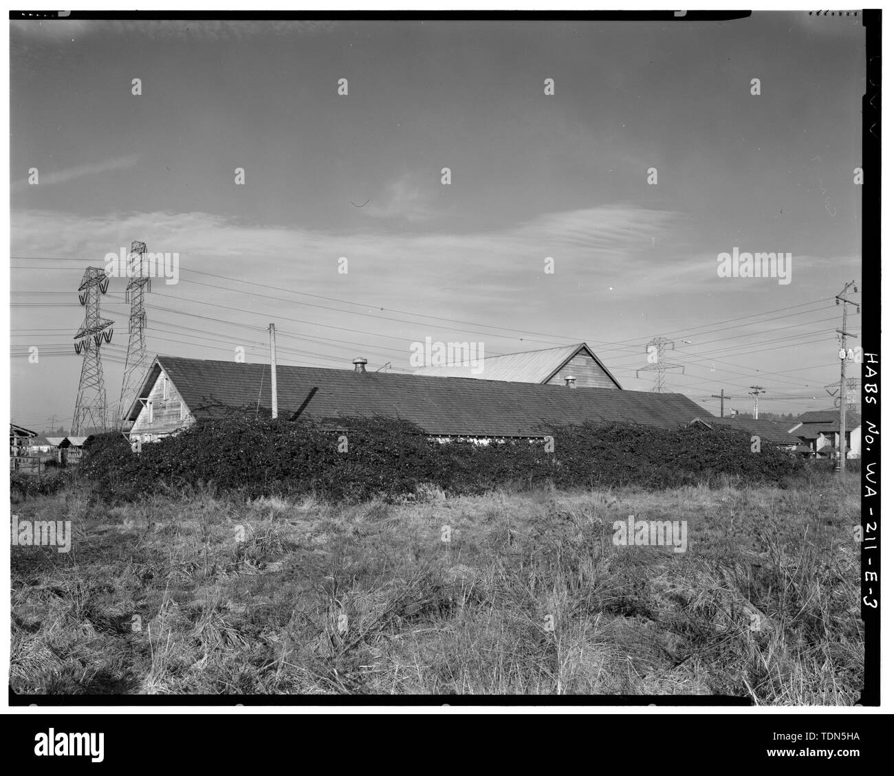Vista prospettica di SW angolo del granaio di latte mostra che l intero lato sud è stata coperta da cespugli di radica. Bussole anche offuscare lato ovest della latteria a destra. - Kosai Farm, latte Granaio, B Street a nord di nord-ovest Twenty-Ninth Street, Auburn, King County, WA Foto Stock