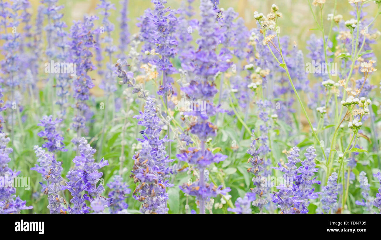 Salvia blu (Blue Sage) fiore. Bellissimi fiori viola sul prato con erba Foto Stock