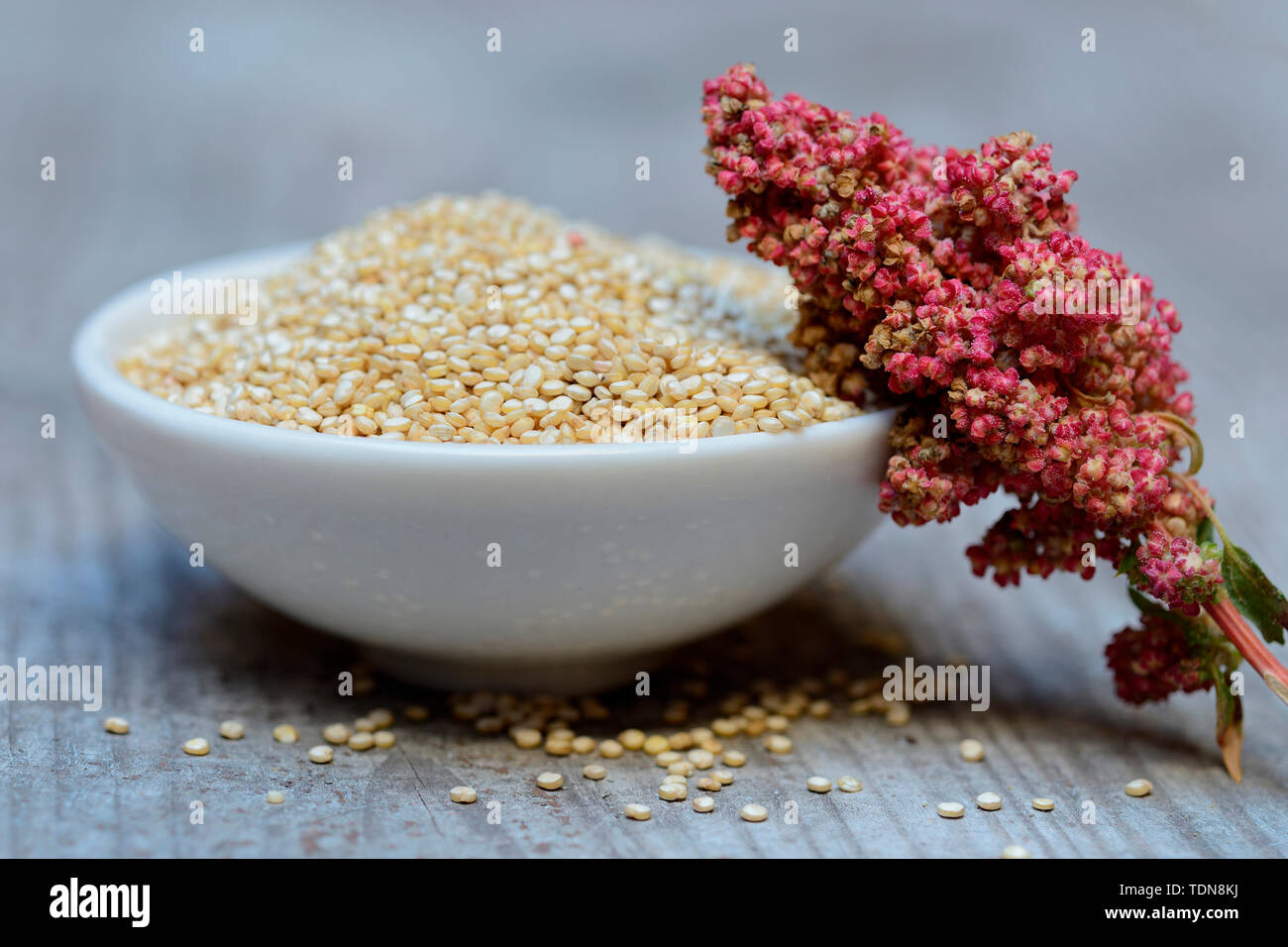 La quinoa in Schale und reifer Quinoa-Zweig, Chenopodium quinoa Foto Stock