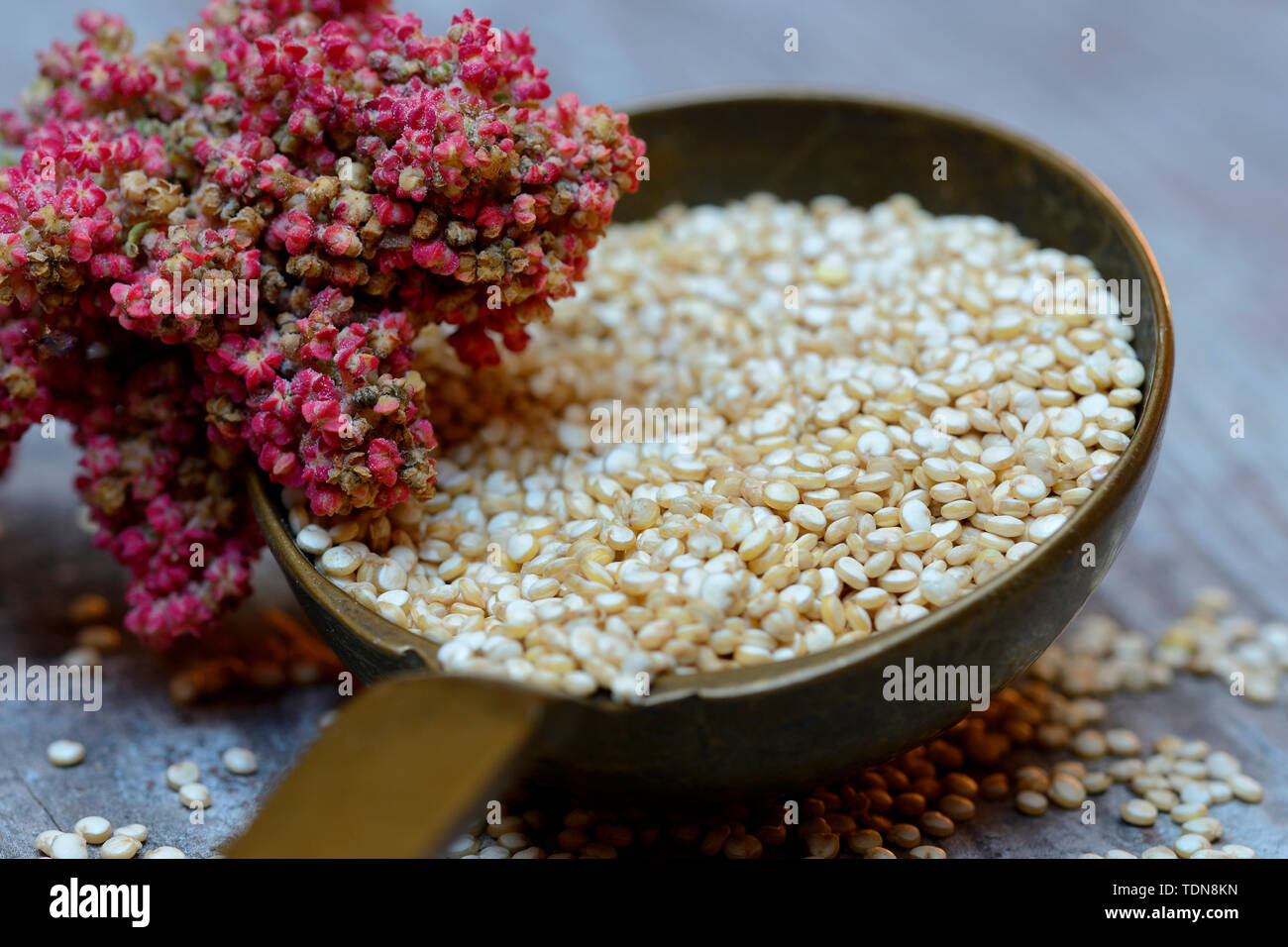 La quinoa in Kelle und reifer Quinoa-Zweig, Chenopodium quinoa Foto Stock