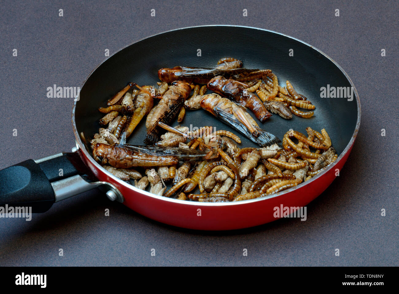 Insekten-Food, verschiedene frittierte Insekten in Pfanne, Heuschrecken, Grillen, Mehlwuermer, Locusta migratoria, Acheta domesticus, Tenebrio molitor Foto Stock