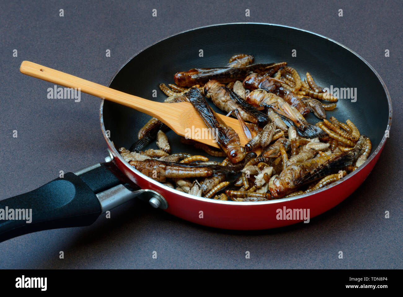 Insekten-Food, verschiedene frittierte Insekten in Pfanne, Heuschrecken, Grillen, Mehlwuermer, Locusta migratoria, Acheta domesticus, Tenebrio molitor Foto Stock