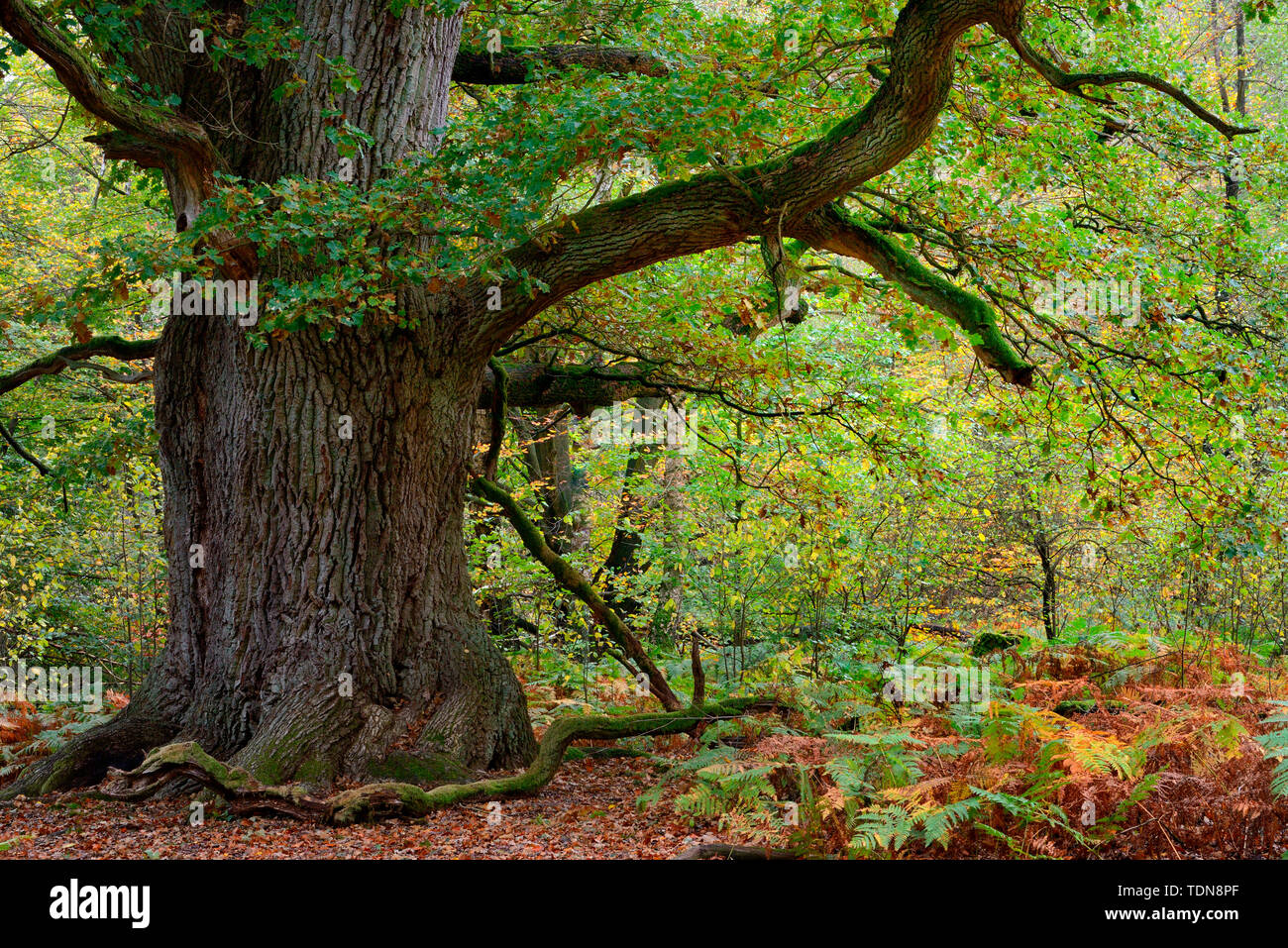 Alte Eiche, genannt Rapp-Eiche, Urwald Sababurg, Reinhardswald, Weserbergland, Assia, Deutschland, Europa Foto Stock