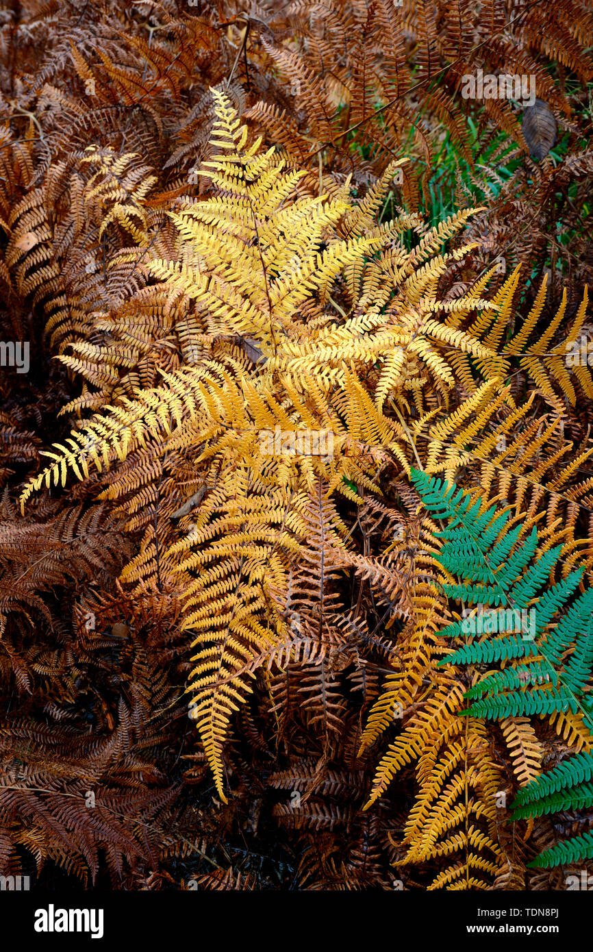 Adlerfarn im Herbst, Pteridium aquilinum Foto Stock