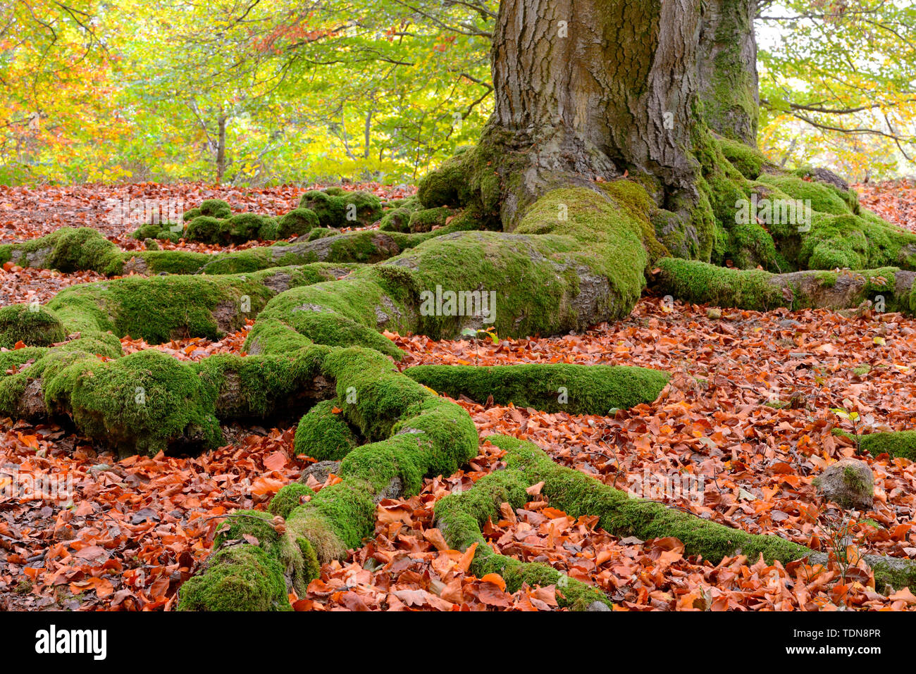 Moosbeckte Wurzeln einer Buche, Fagus sylvatica, Hutewald Halloh bei Albertshausen, Bad Wildungen, Naturpark Kellerwald-Edersee, Assia, Deutschland Foto Stock