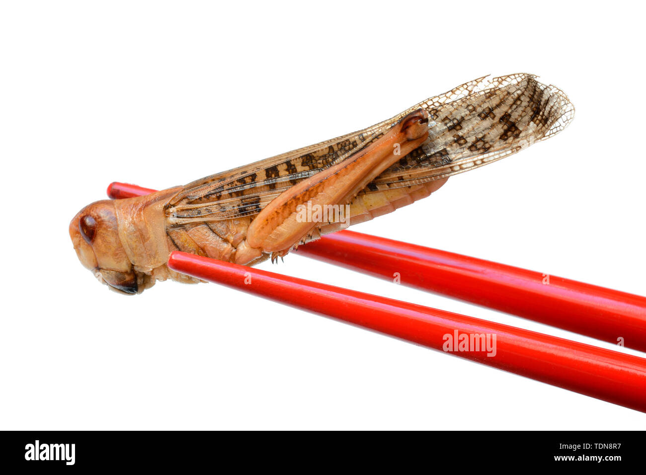 Getrocknete Heuschrecke mit Essstaebchen, Europaeische Wanderheuschrecke, Locusta migratoria Foto Stock