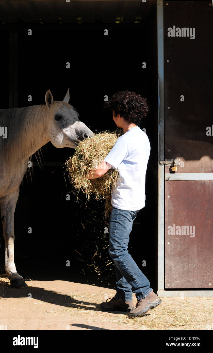 Alimentazione di fieno, Donna cavallo di alimentazione Foto Stock