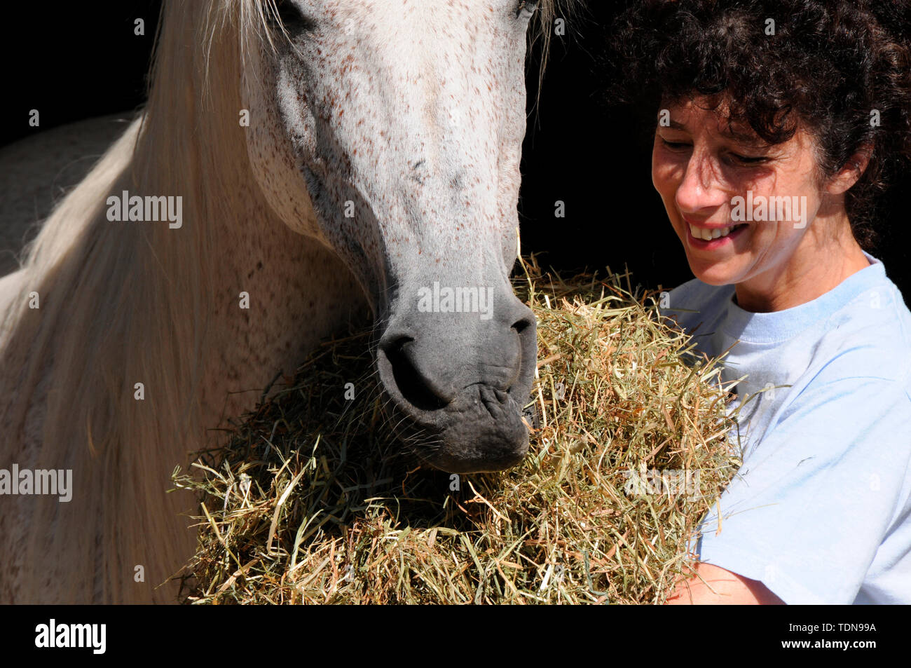 Alimentazione di fieno, Donna cavallo di alimentazione Foto Stock