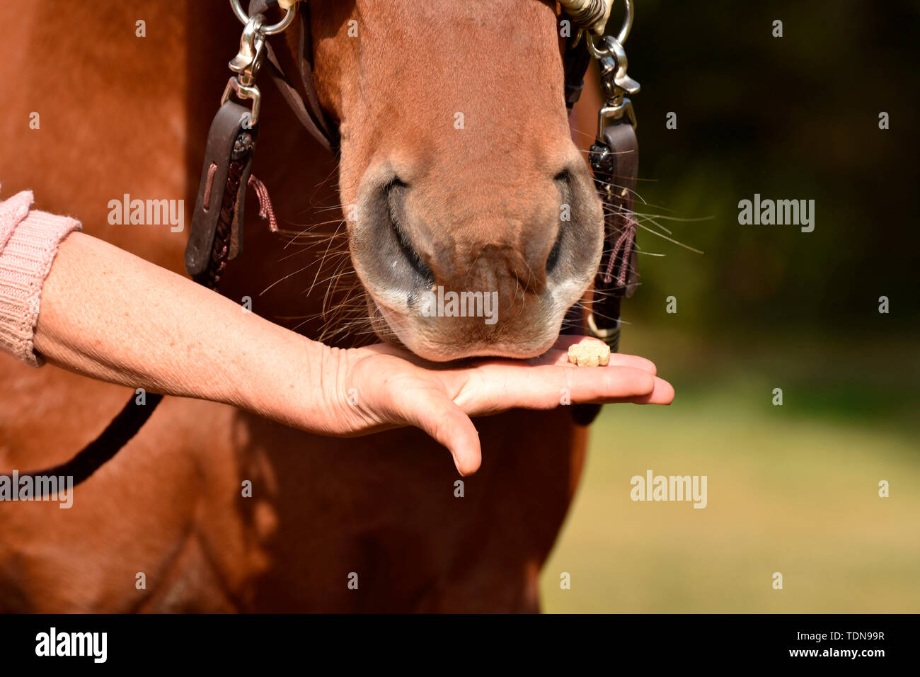 Cavalli farsi curare, comportamento Foto Stock