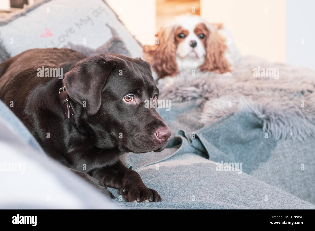 Stanco cani sul lettino Foto Stock