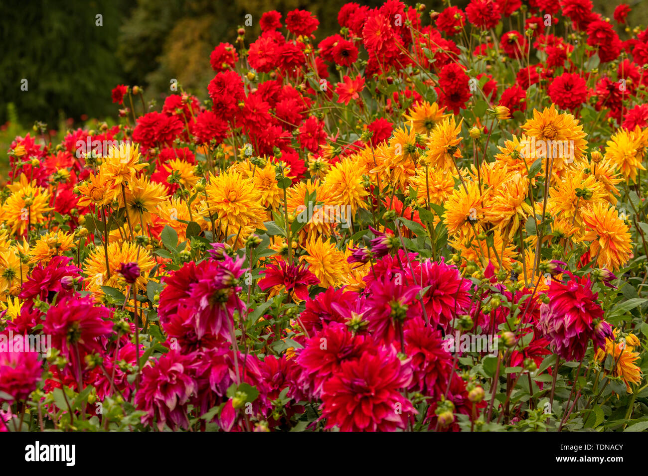 Dahlia (Dahlia), di Mainau, Lago di Costanza, Baden-Wuertemberg, Germania Foto Stock