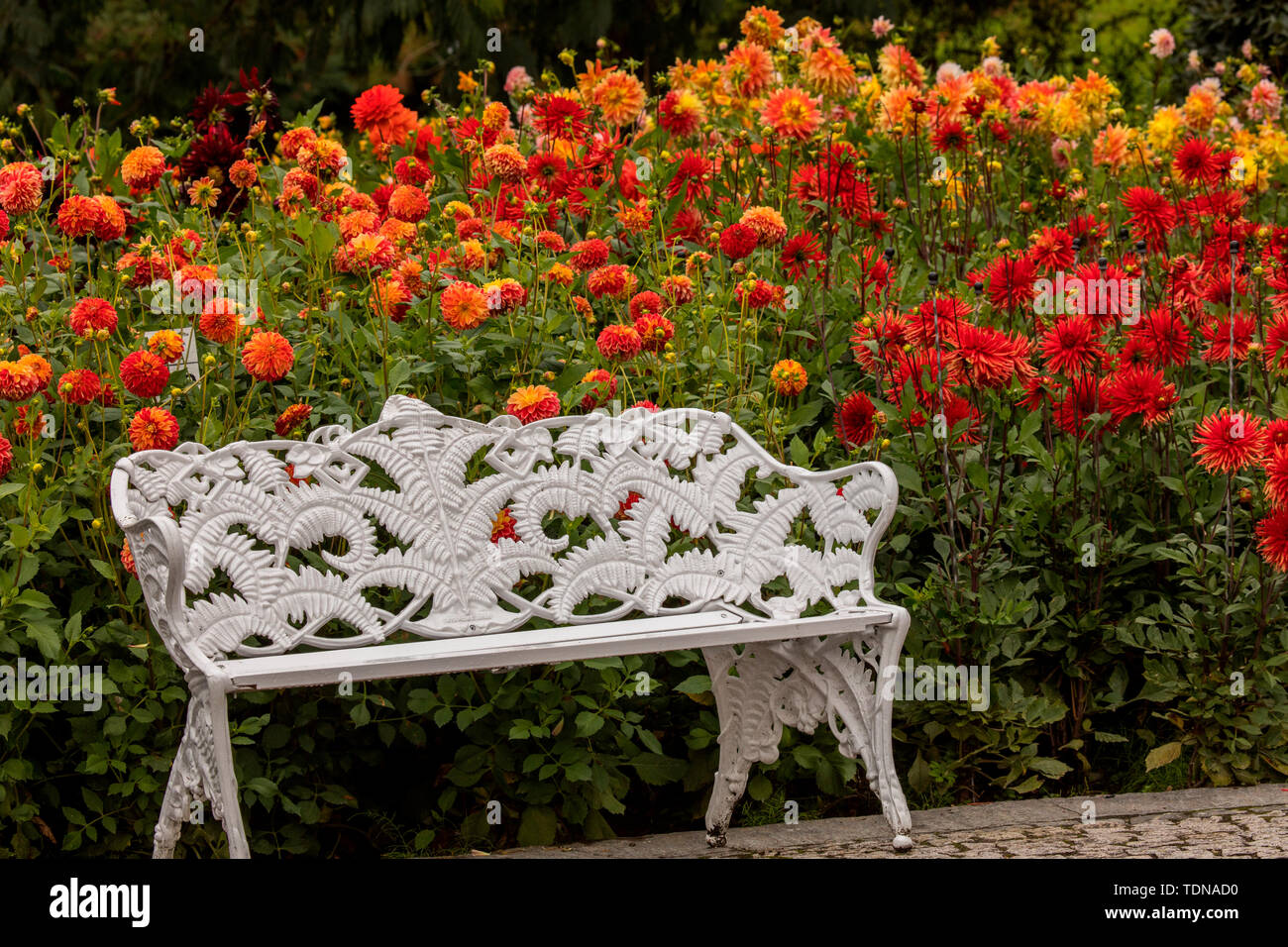 Dahlia (Dahlia), di Mainau, Lago di Costanza, Baden-Wuertemberg, Germania Foto Stock