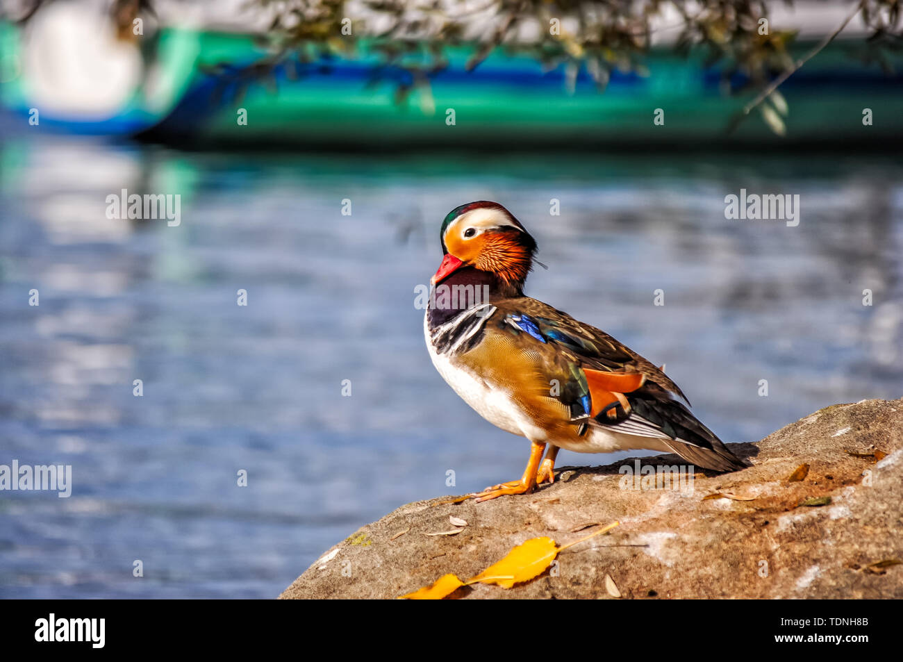 Close-up di anatre di mandarino in riva al lago Foto Stock