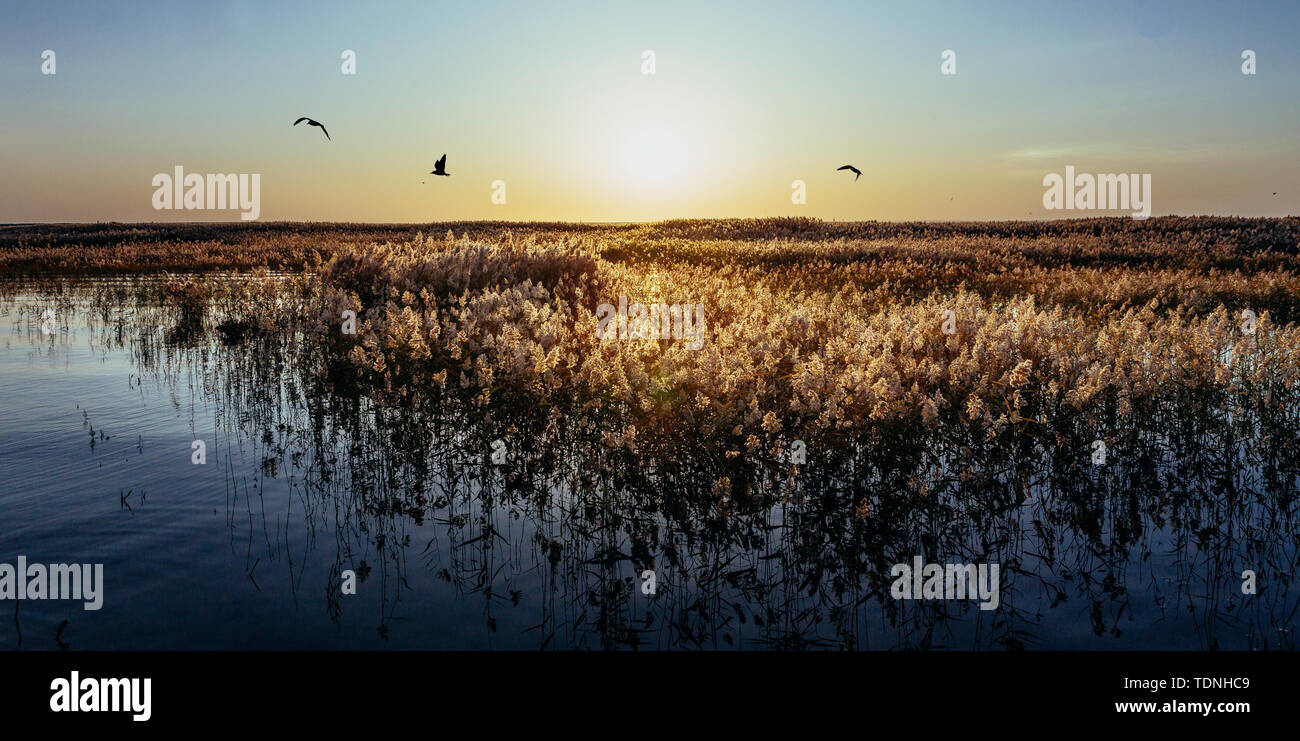 La sconfinata reed del sorgere del sole in mare Juyan Foto Stock
