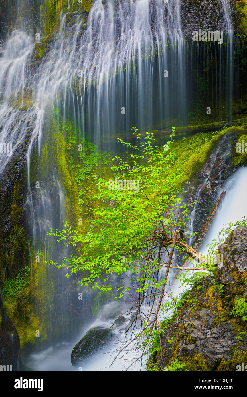 Panther Creek Falls è un 130 piedi (40 m) cascata su Panther Creek in Wind River Valley in Skamania County, Washington. La cascata è costituito da Foto Stock