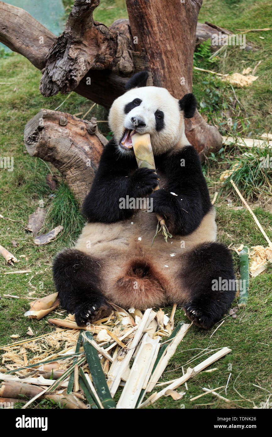 La Cina del tesoro nazionale panda gigante Foto Stock