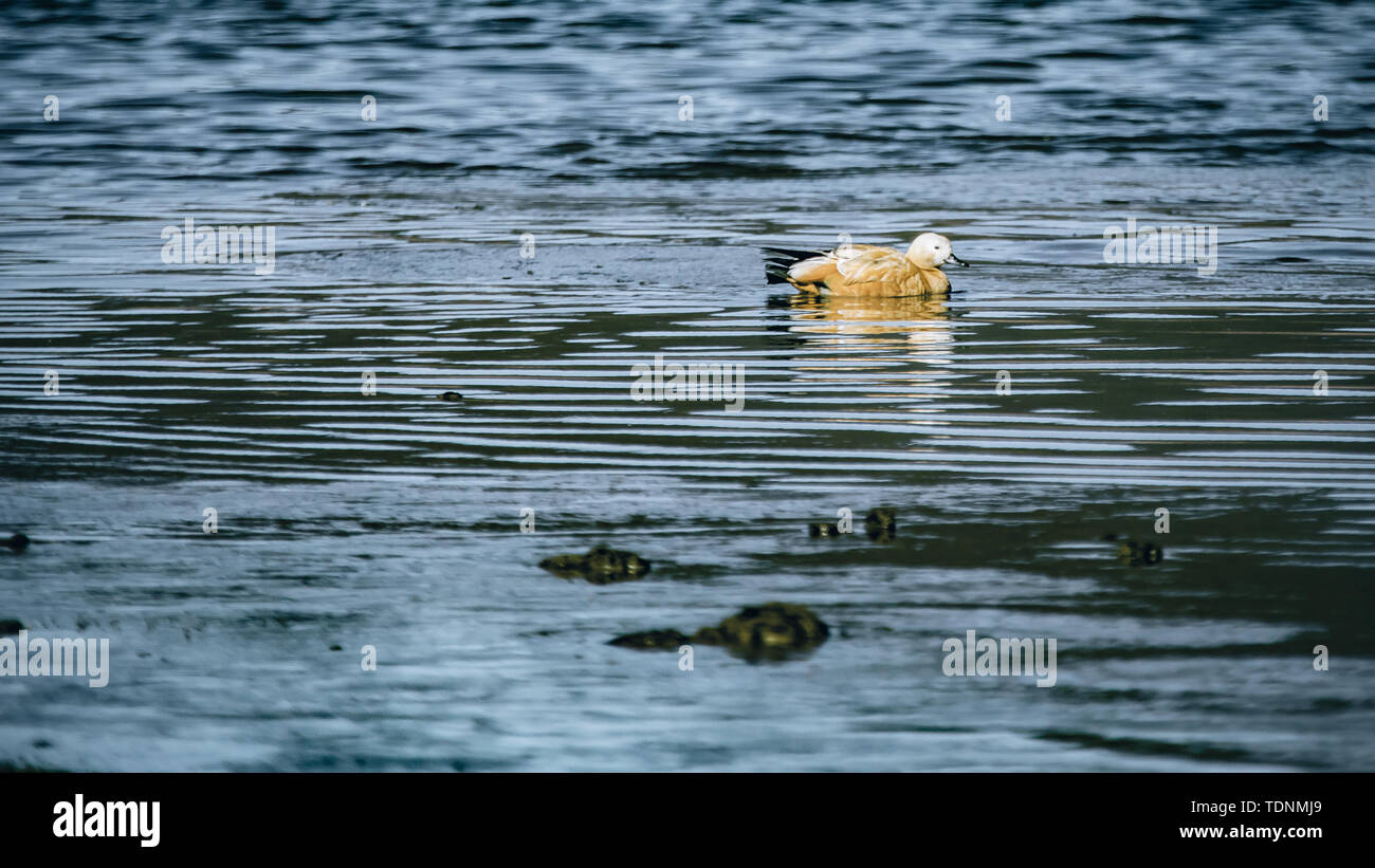 Anatre sul mare di Napa. Foto Stock