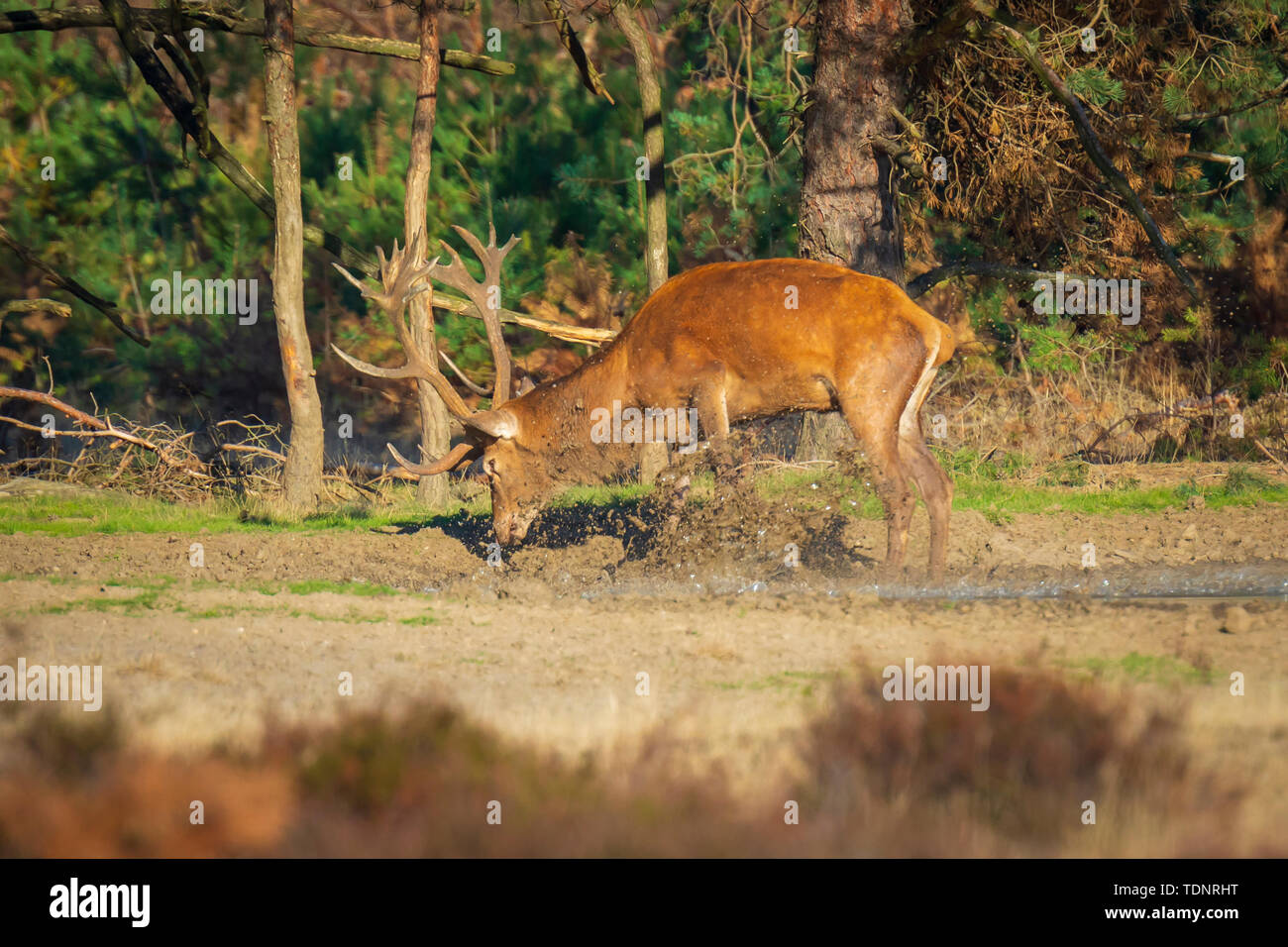 Cervo maschio, Cervus elaphus, con grandi corna di cervo solchi durante la stagione di accoppiamento in una pozza di acqua e fango Foto Stock