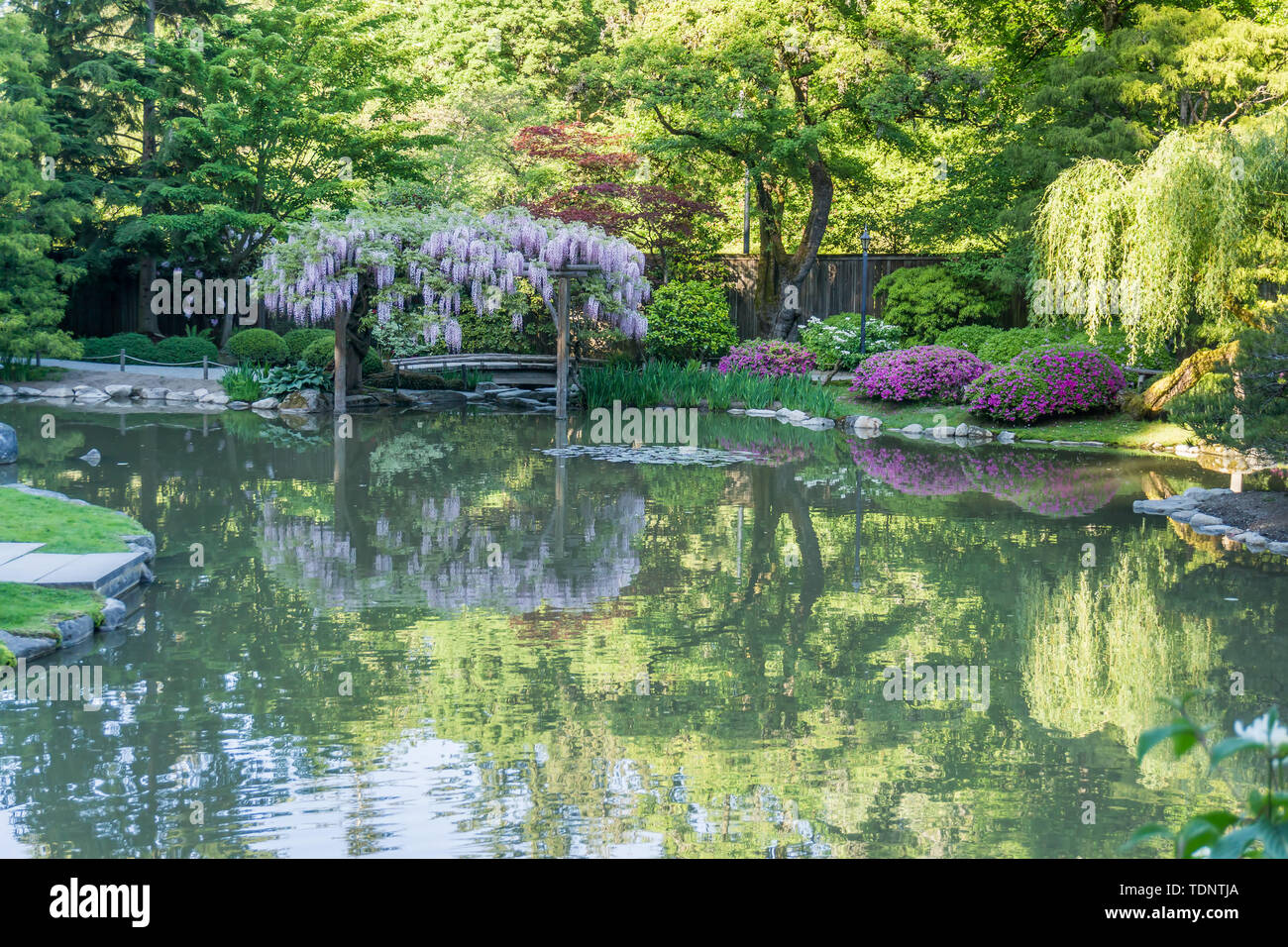 Una rigogliosa pianta di glicine è riflessa nell'acqua liscia di un pont a Seattle, Washington. Foto Stock