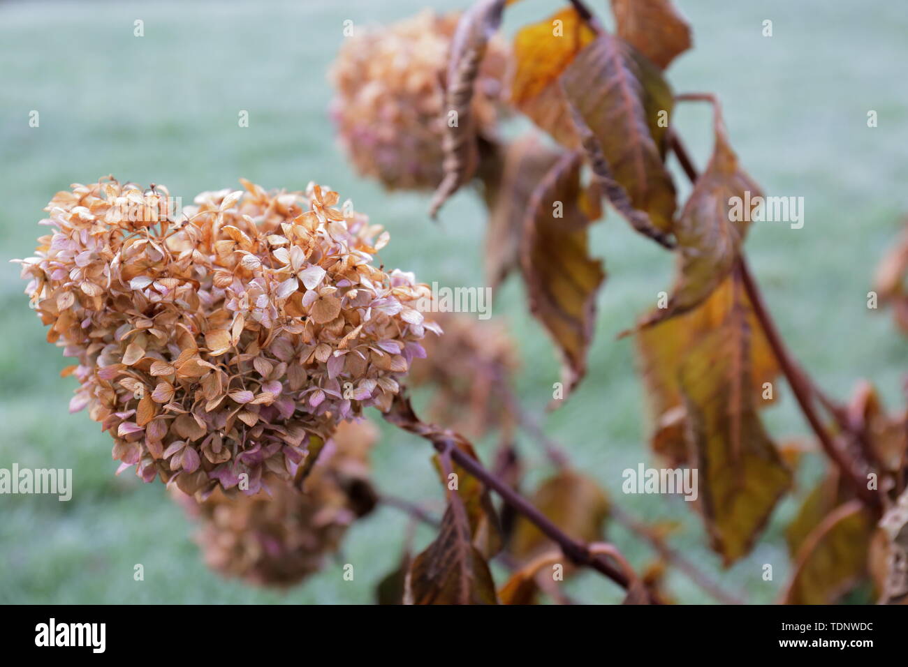 Primo piano di una asciugata hydrangea fiore testa contro uno sfondo di frosty blu verde erba Foto Stock