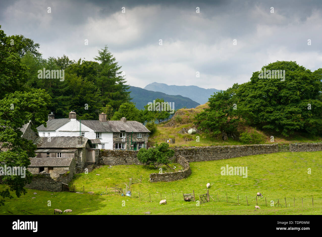 Farm Cottages ai piedi di Loughrigg Tarn nel Parco Nazionale del Distretto dei Laghi, Cumbria, Inghilterra. Foto Stock