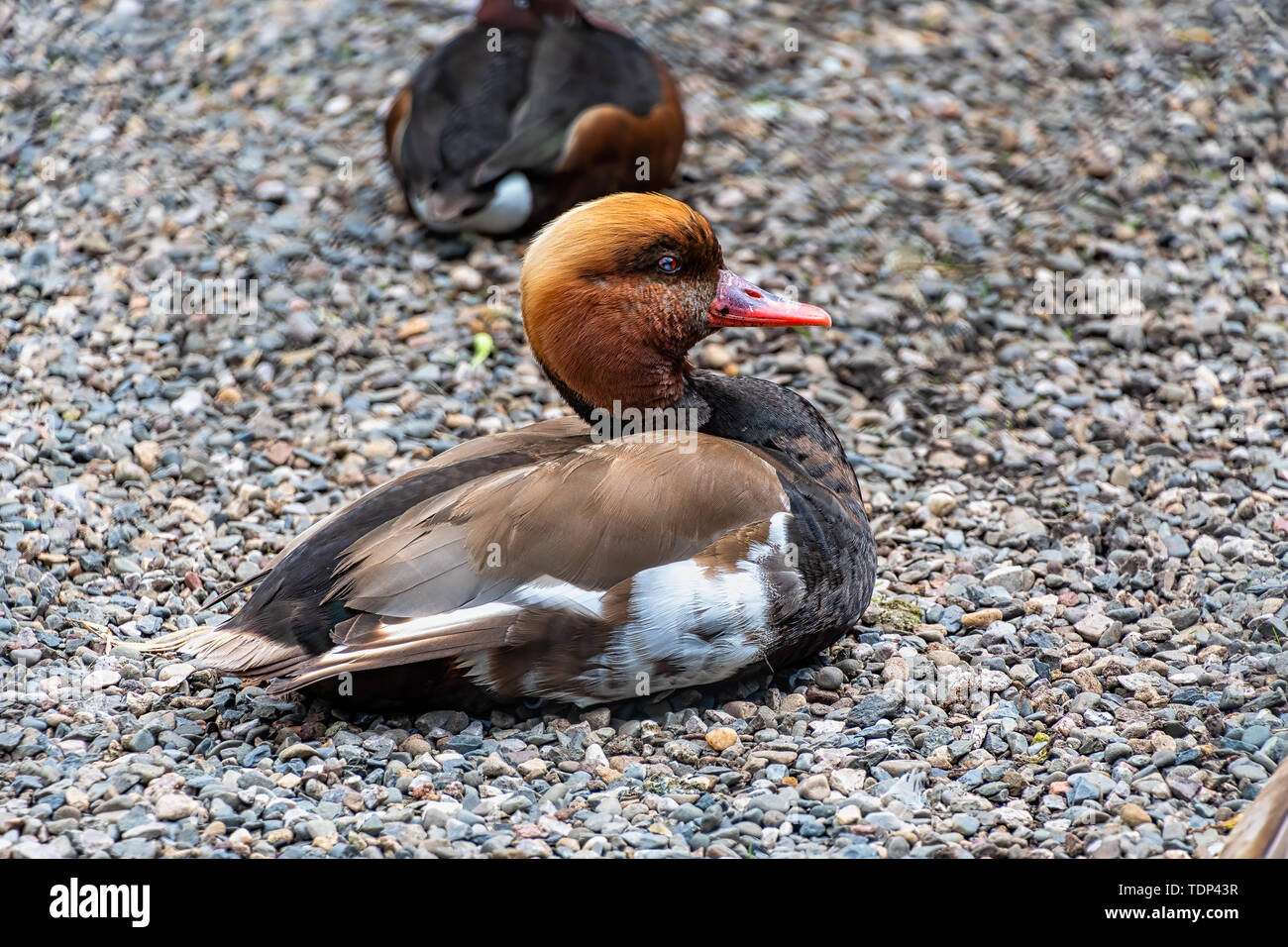 Red Crested Pochard poggiante su alcuni ghiaia Foto Stock