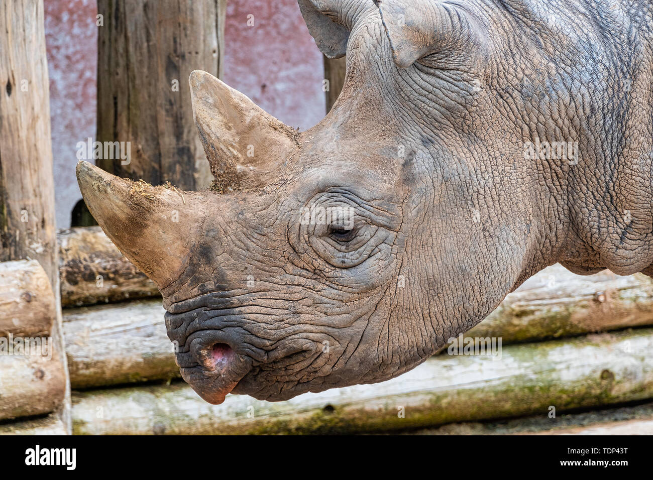 Chiudere visualizzazione verticale di un nero testa di Rhino Foto Stock