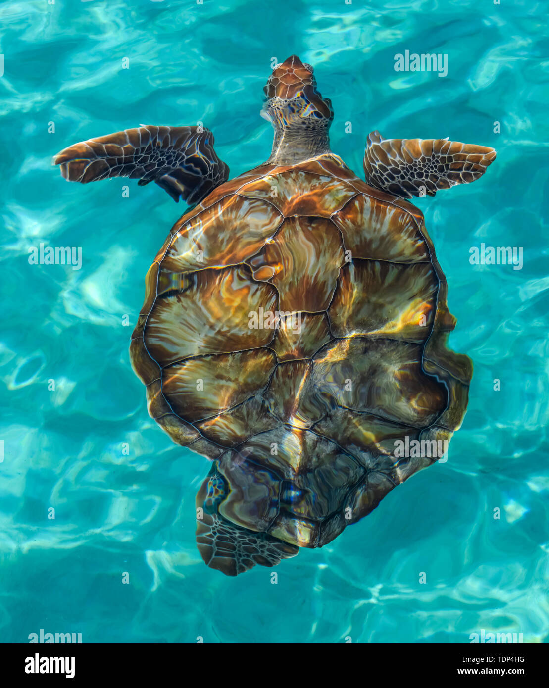 Turtle nuotare nelle cristalline acque turchesi dei Caraibi; Caraibi Foto Stock