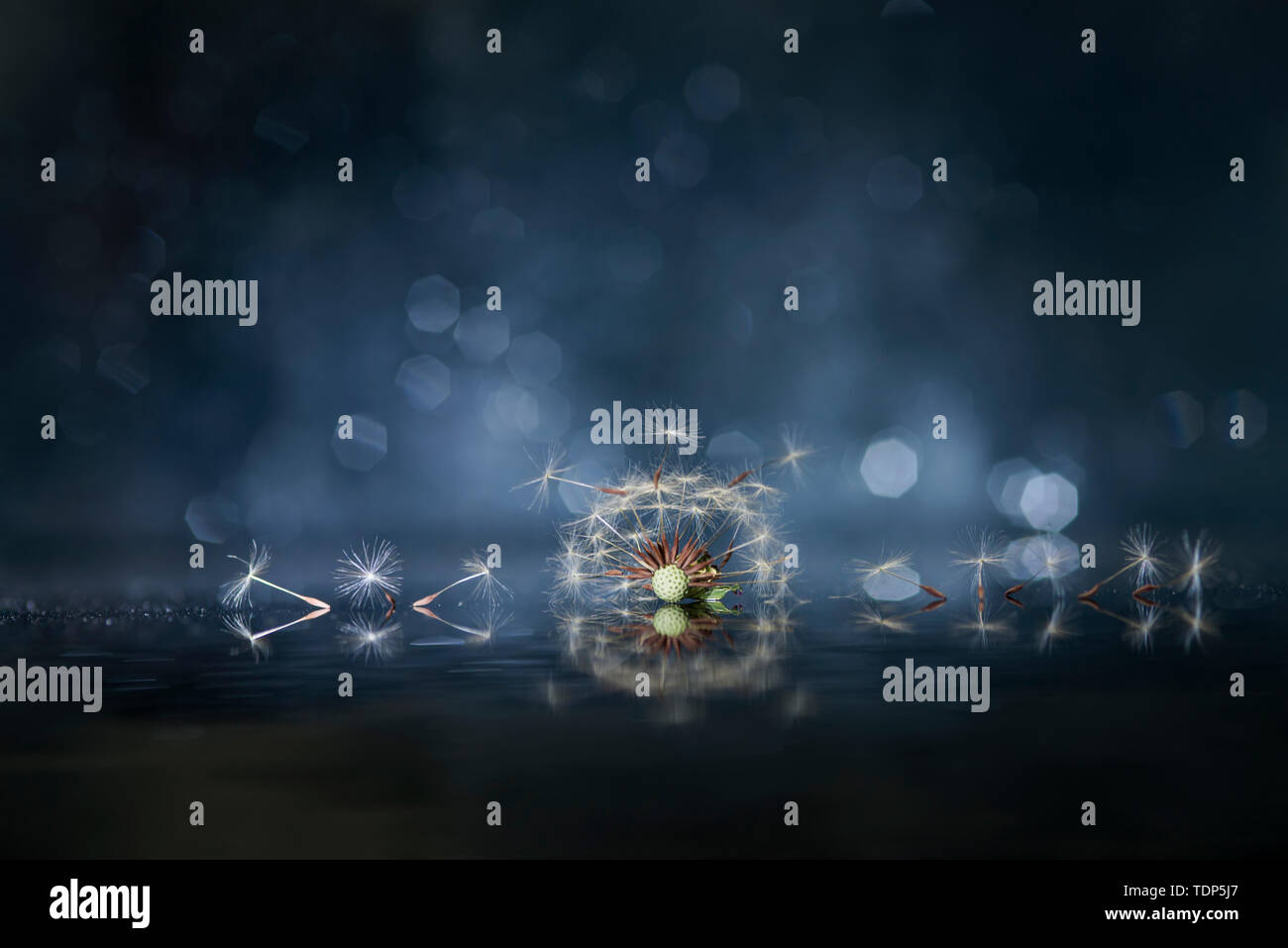 Set di creative foto di dente di leone Foto Stock