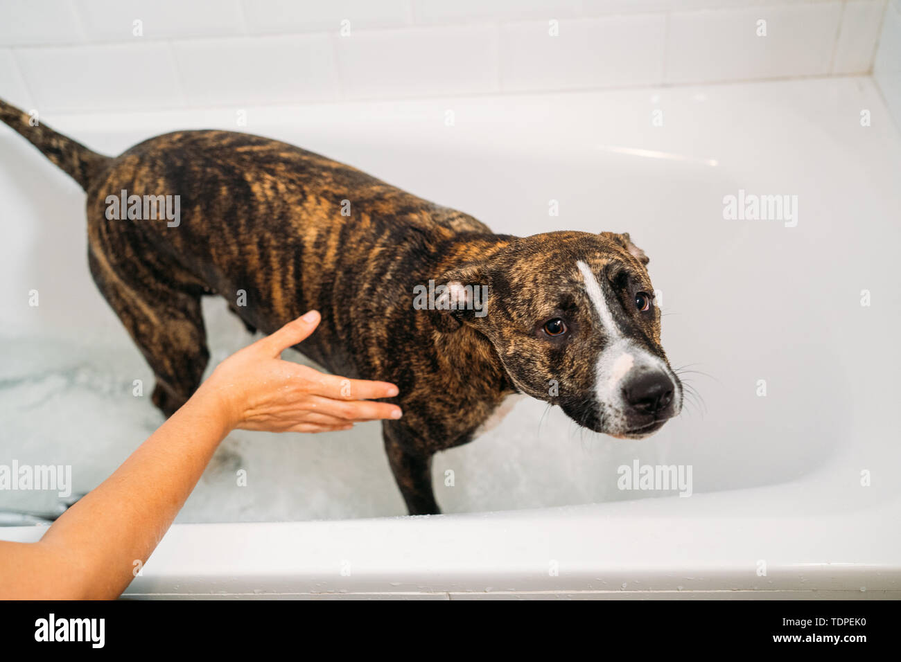 Il bagno di un American Staffordshire Terrier o l'Amstaff cane. La felicità cane facendo un bagno di bolle. Foto Stock