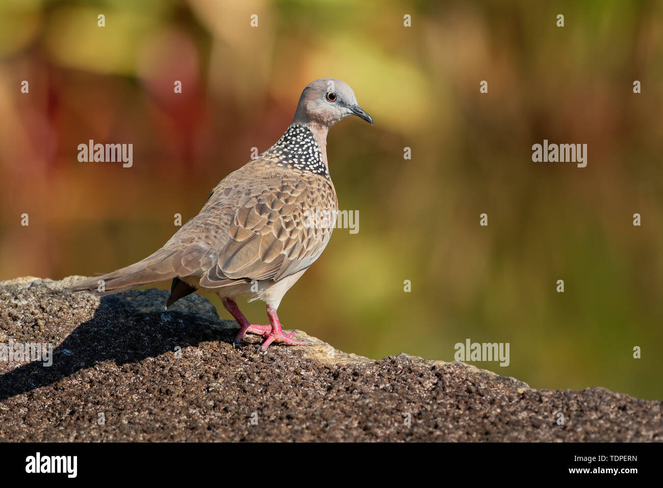 Colomba punteggiata - Streptopelia (Spilopelia ) chinensis piccolo long-tailed pigeon, noto anche come colomba di montagna, perla colli, Colomba pizzi-colomba a collo alto o spo Foto Stock