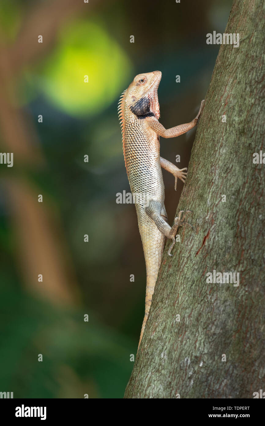 Oriental Garden lucertola - Calotes versicolor o giardino orientale lizard, bloodsucker o modificabili lizard è un drago lizard trovato ampiamente distribuita in Foto Stock