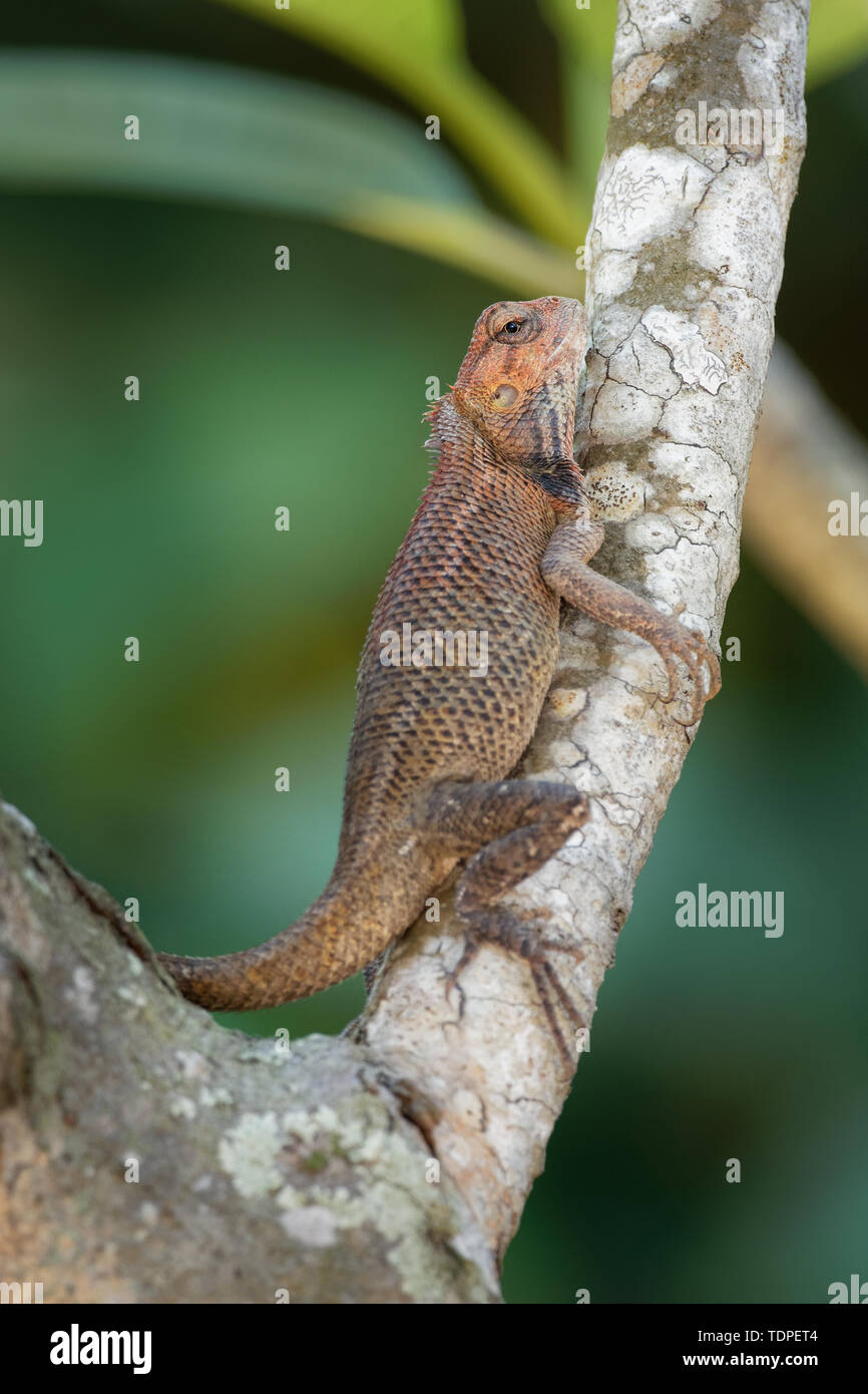 Oriental Garden lucertola - Calotes versicolor o giardino orientale lizard, bloodsucker o modificabili lizard è un drago lizard trovato ampiamente distribuita in Foto Stock