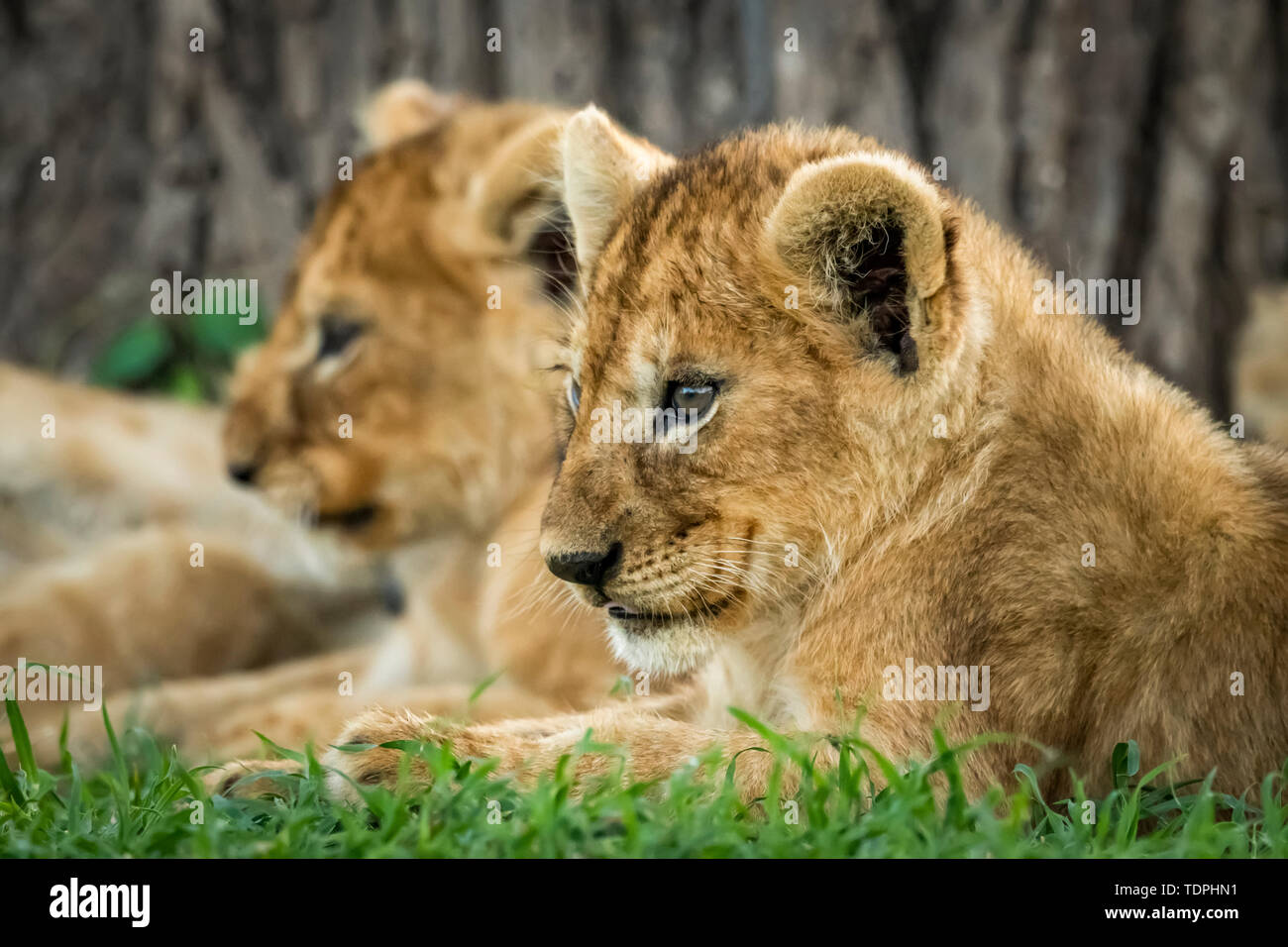Primo piano del cucciolo di leone (Panthera leo) che giace accanto al fratello, il Parco Nazionale di Serengeti; Tanzania Foto Stock