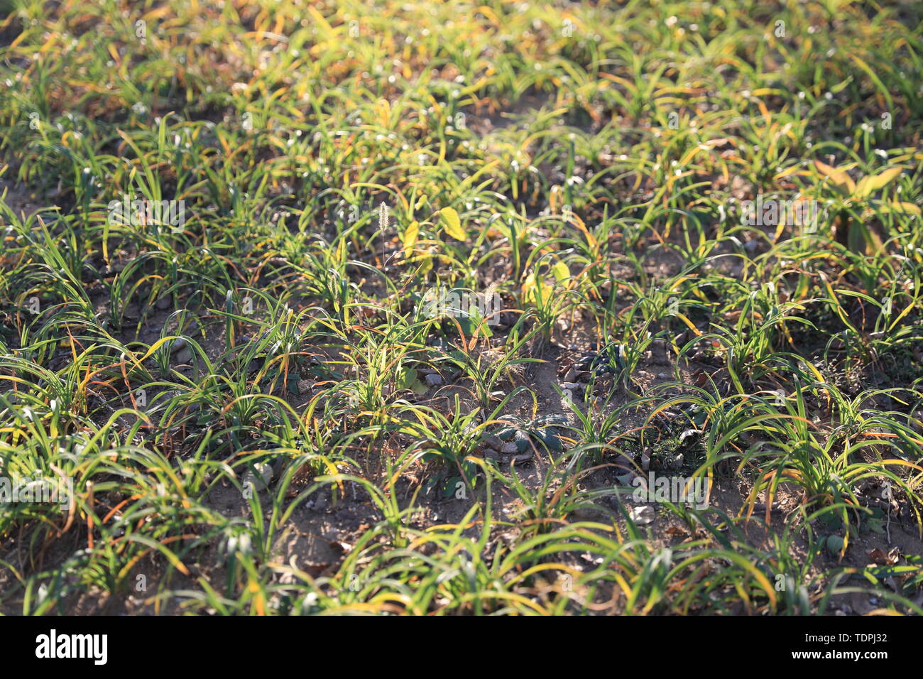 Fiore ed erba Foto Stock