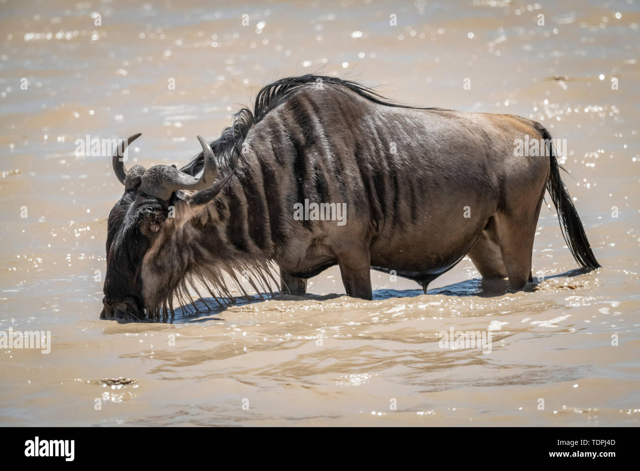 Blue GNU (Connochaetes taurinus) bevande dal fango del lago poco profondo, Serengeti National Park; Tanzania Foto Stock