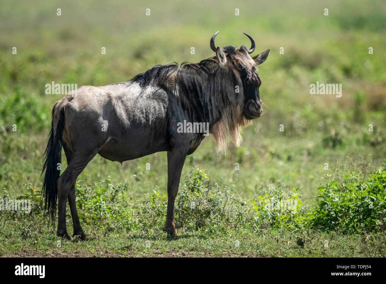 Blue wildebeest (Connochaetes taurinus) in erba rivolta a destra, Parco Nazionale Serengeti; Tanzania Foto Stock