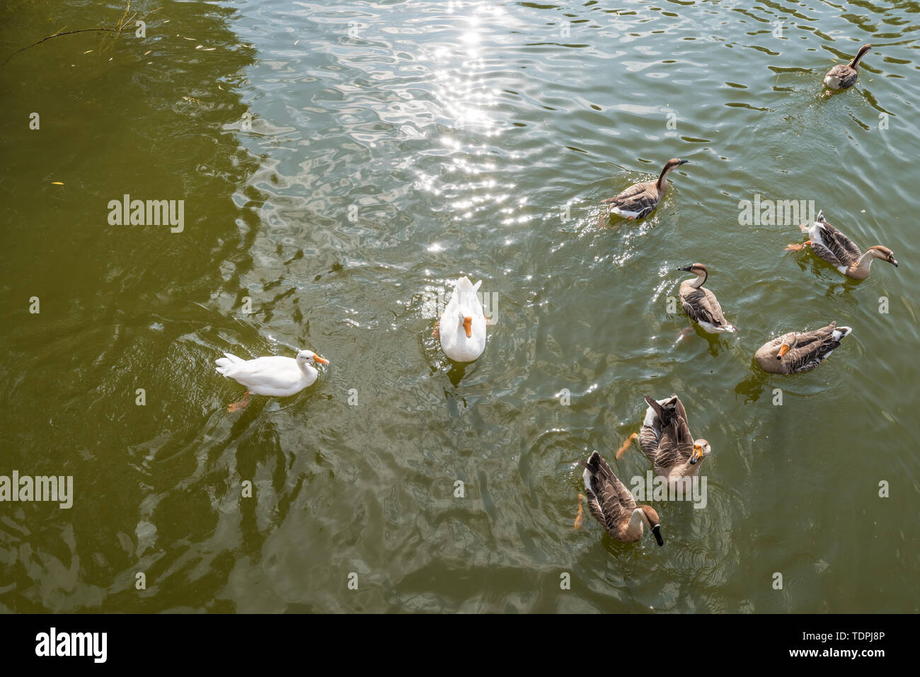 Autunno Swan anatra selvatica in Outdoor stagno Grove nel Parco di Shenyang, Cina Foto Stock