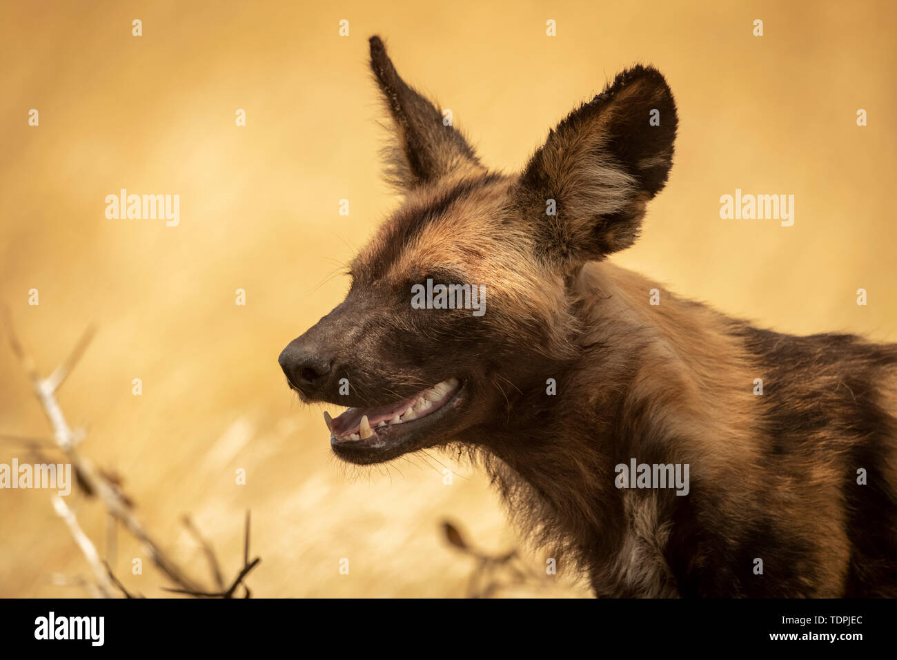 Close-up di cane selvatico (Lycaon pictus) con la bocca aperta, Serengeti National Park; Tanzania Foto Stock