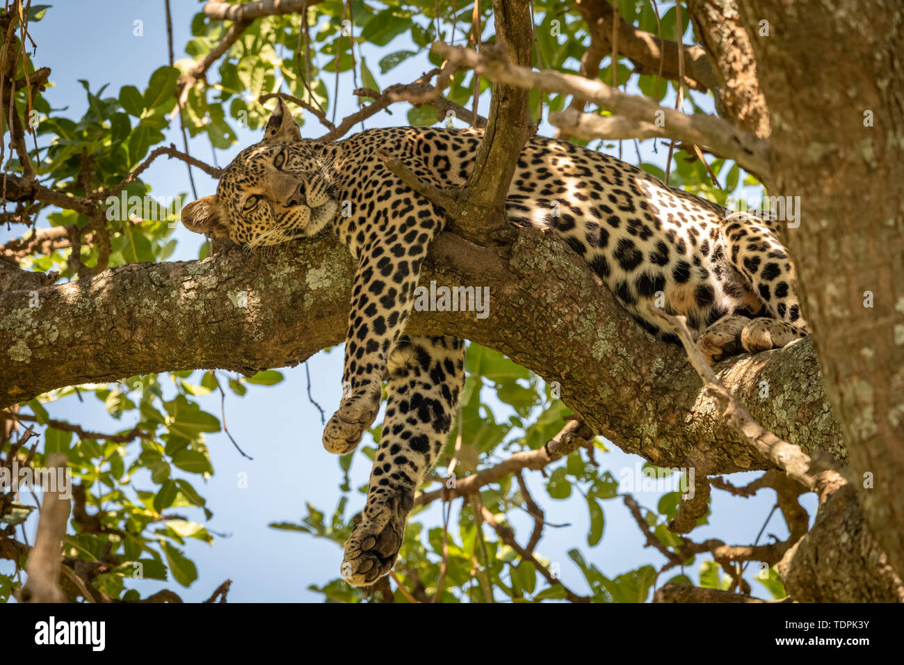 Leopard (Panthera pardus) giace sul ramo penzolante gambe anteriori, Serengeti National Park; Tanzania Foto Stock