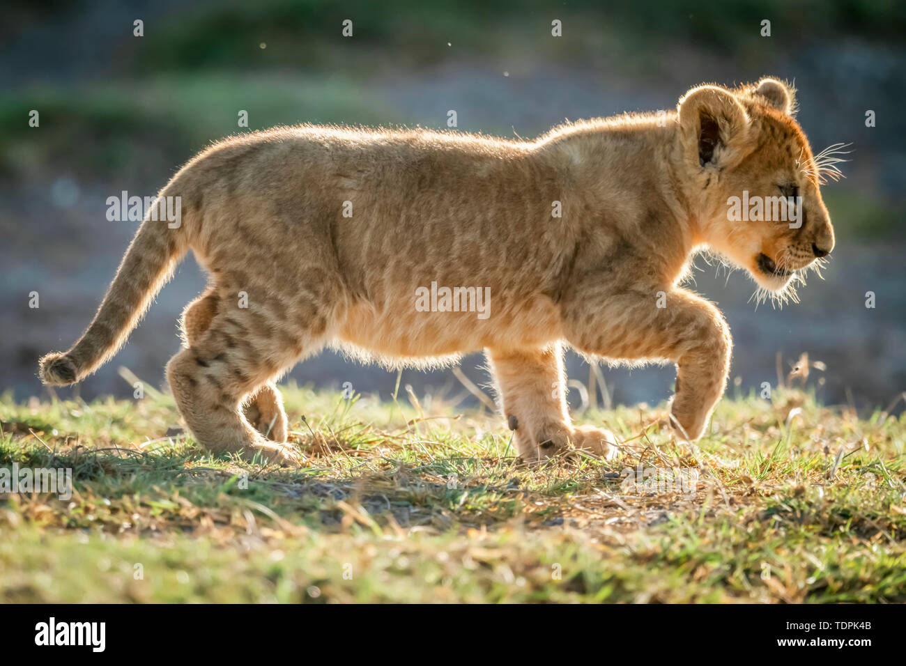 Lion cub (Panthera leo retroilluminato) solleva il piede per camminare, Serengeti National Park; Tanzania Foto Stock