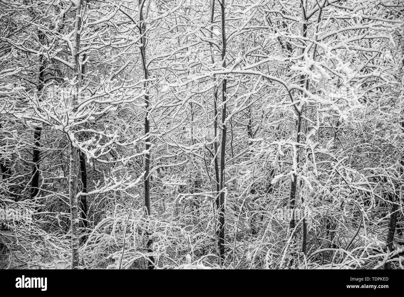 Aprile neve di primavera riveste un cavalletto di Aspen alberi lungo Parkers Brook; Bedford, Nova Scotia, Canada Foto Stock