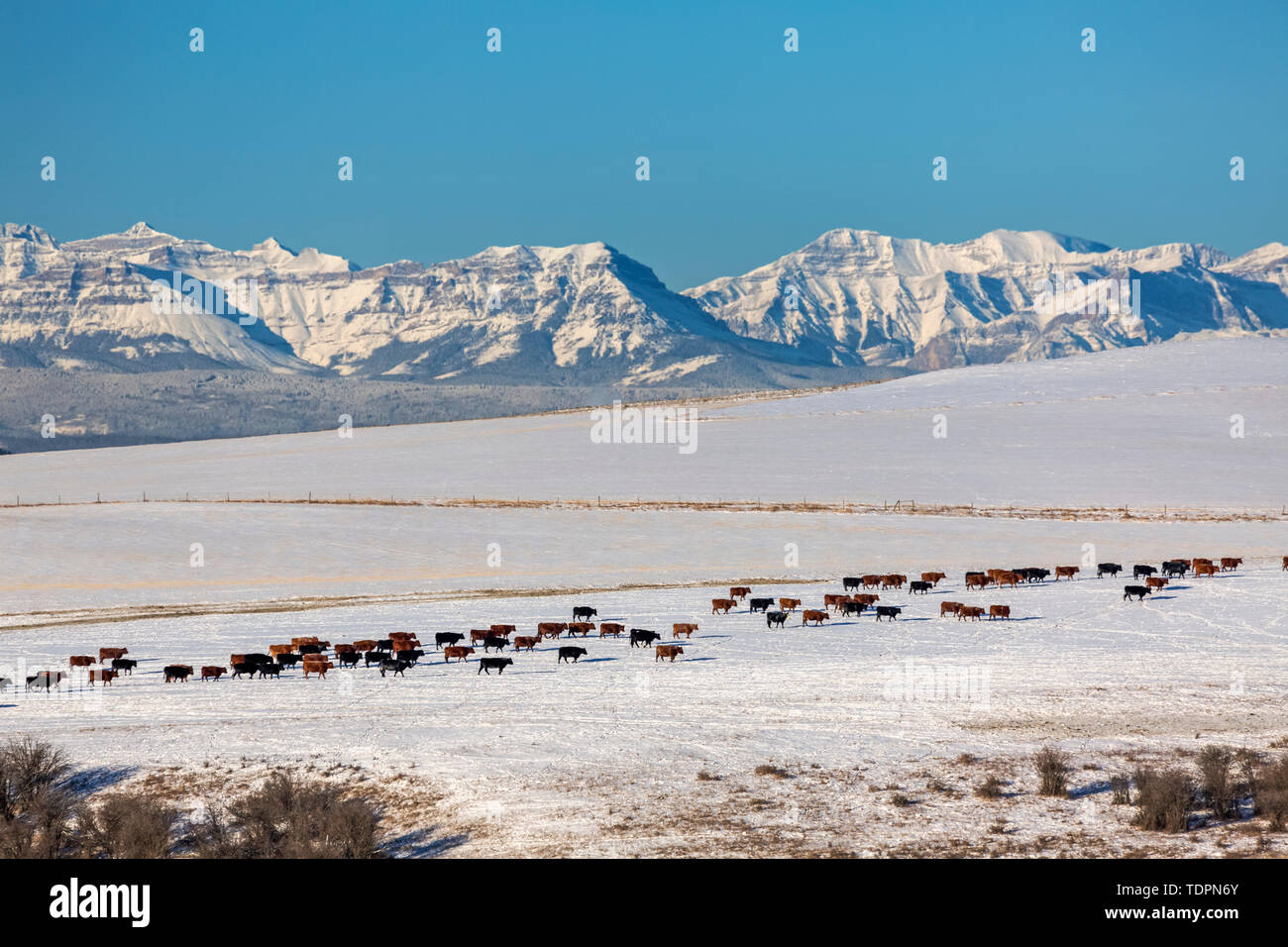 Una mandria di bovini di camminare su una coperta di neve campo di rotolamento con coperte di neve la gamma della montagna e cielo blu in background, a nord di Cochrane Foto Stock