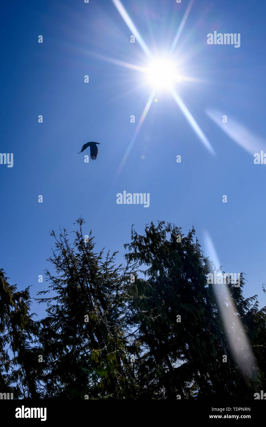 Bird e sunburst in un cielo blu sopra le cime degli alberi, Mount Seymour Parco Provinciale; Vancouver, British Columbia, Canada Foto Stock