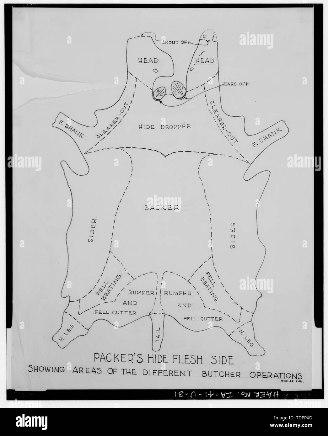 Copia fotografica di matita su carta da ricalco disegno datato 1955; Robert W. dosatore delineatore; originale nella collezione di disegni di Rath e blueprint di proprietà di Waterloo Community Develpment Board, Waterloo, Iowa; Schema di macellaio LE OPERAZIONI NECESSARIE PER STACCARE LE PELLI DA CARCASSE BOVINE Rath - Società di imballaggio, le carni bovine uccidendo edificio, Sycamore Street tra Olmo e diciottesimo strade, Waterloo, Black Hawk County, IA Foto Stock