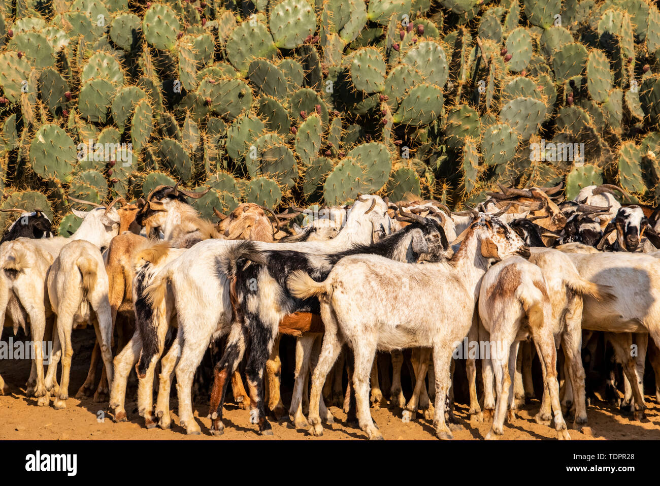 Capre al lunedì mercato del bestiame; Keren, Anseba Regione, Eritrea Foto Stock