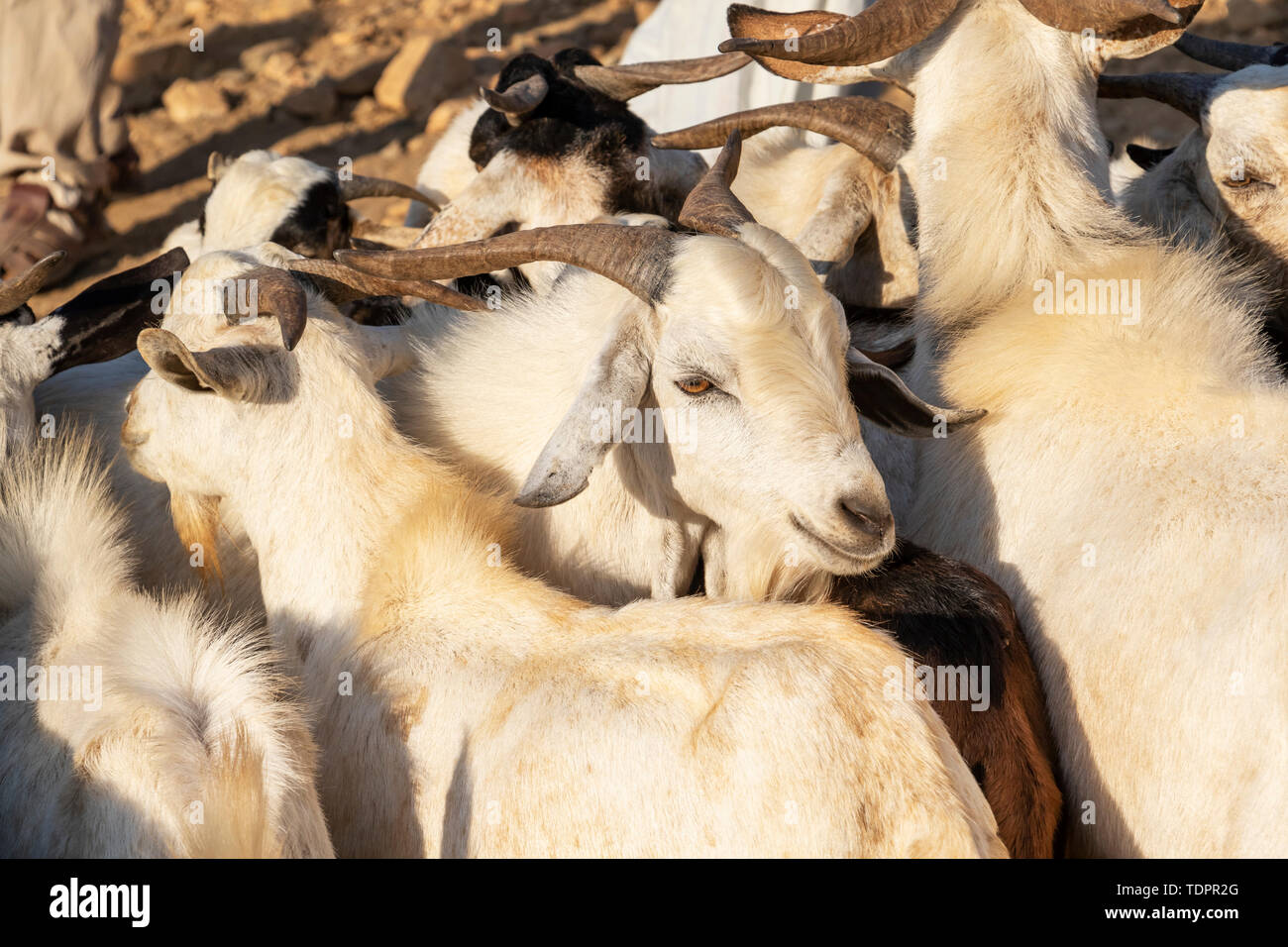 Capre al lunedì mercato del bestiame; Keren, Anseba Regione, Eritrea Foto Stock