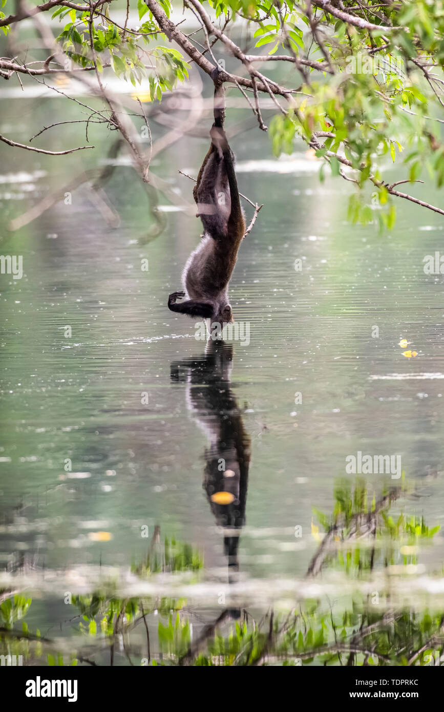 Sykes (o scimmia a gola bianca) scimmia (Cercopithecus albogularis) appende da ramo da un piede per bere dallo stagno a Ngare Sero Mountain Lodge, ... Foto Stock