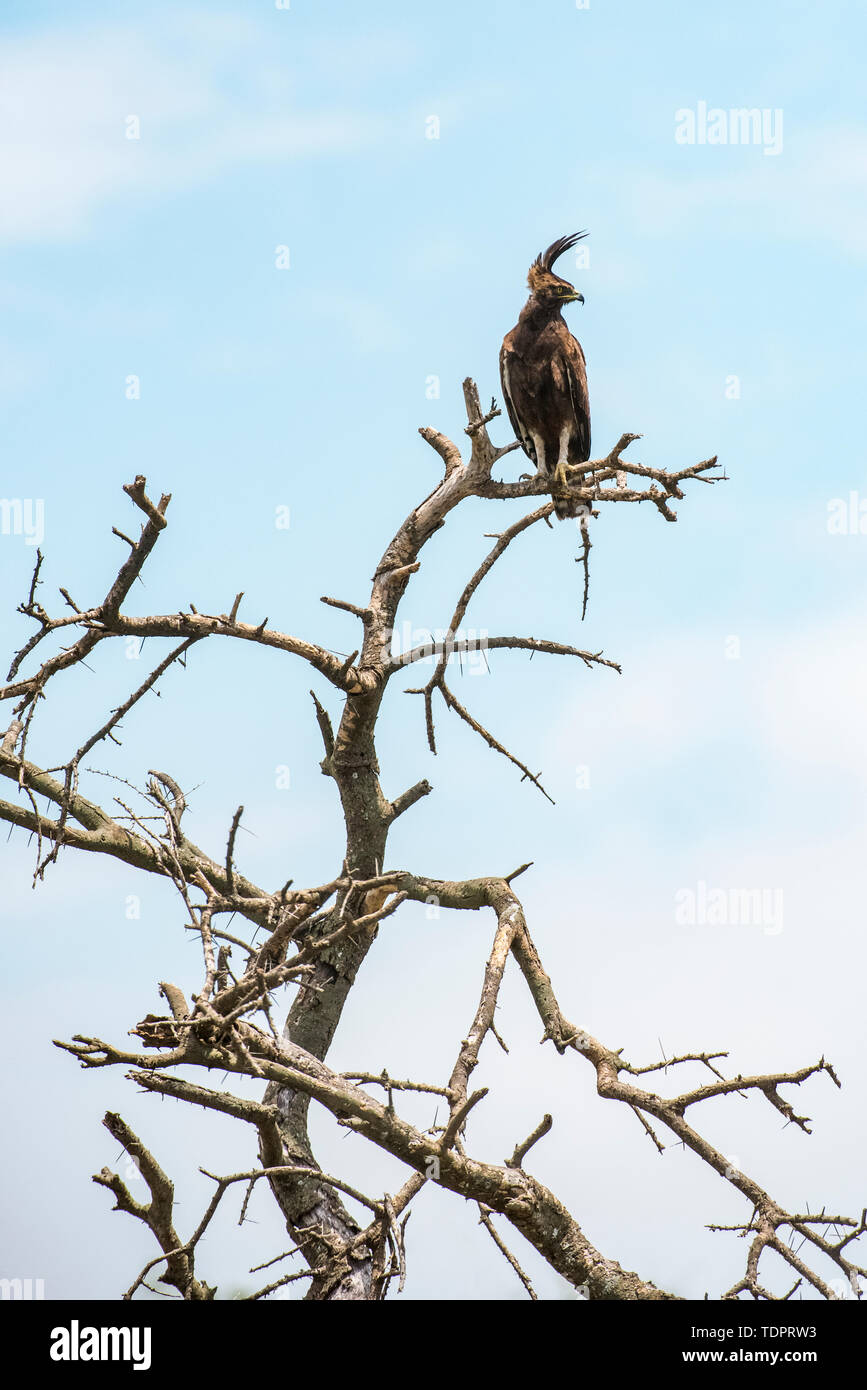 Long-Crested Eagle (Lophaetus occipitalis) arroccato su dead intoppo nella Ndutu area del cratere di Ngorongoro Conservation Area sulle pianure del Serengeti Foto Stock